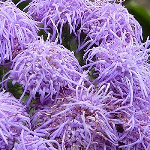 SeeKay Ageratum houstonianum - Blue Mink - 1600 Seeds - Annuals & Biennials