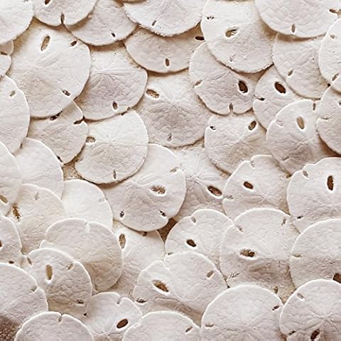 Tumbler Home Sand Dollars 50pcs - Under 1" Inch - Tiny Natural Sand Dollar - Small White Sea Shell for Crafts - Wedding Shells - Bulk Cover