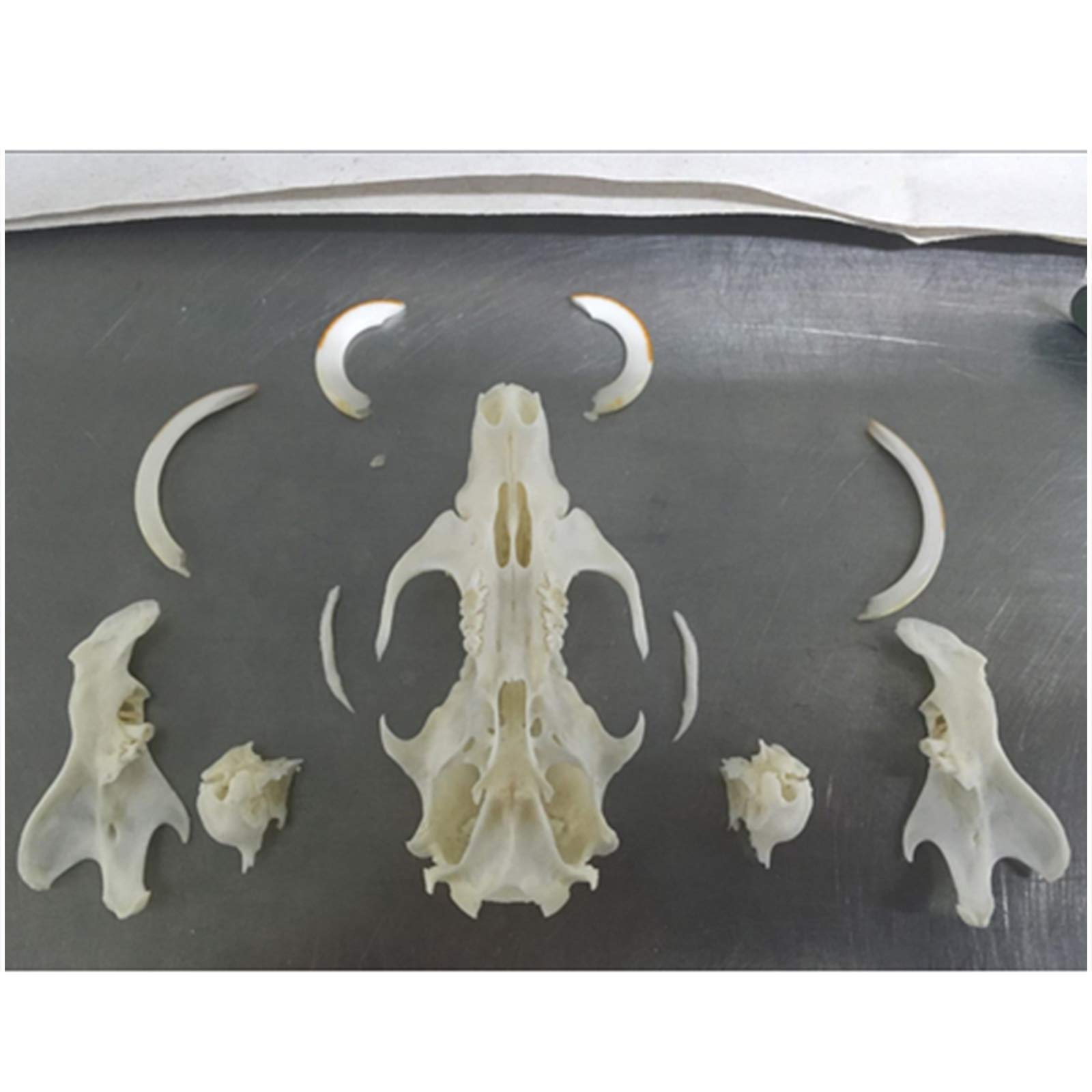 Amazon.co.jp: 本物のネズミの頭蓋骨 - 動物の頭蓋骨の飾り - 剥製用品