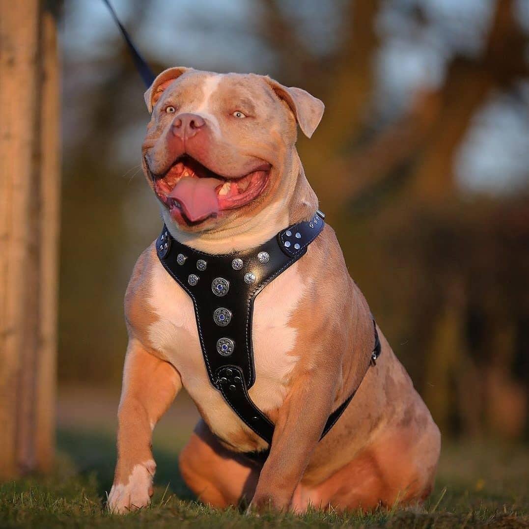 Bestia Bijou Genuine Leather Studded Dog Harness for Medium to Large Breeds, Black & Blue, L- chest girth from 23.6 to 45.3 inch - Image 3