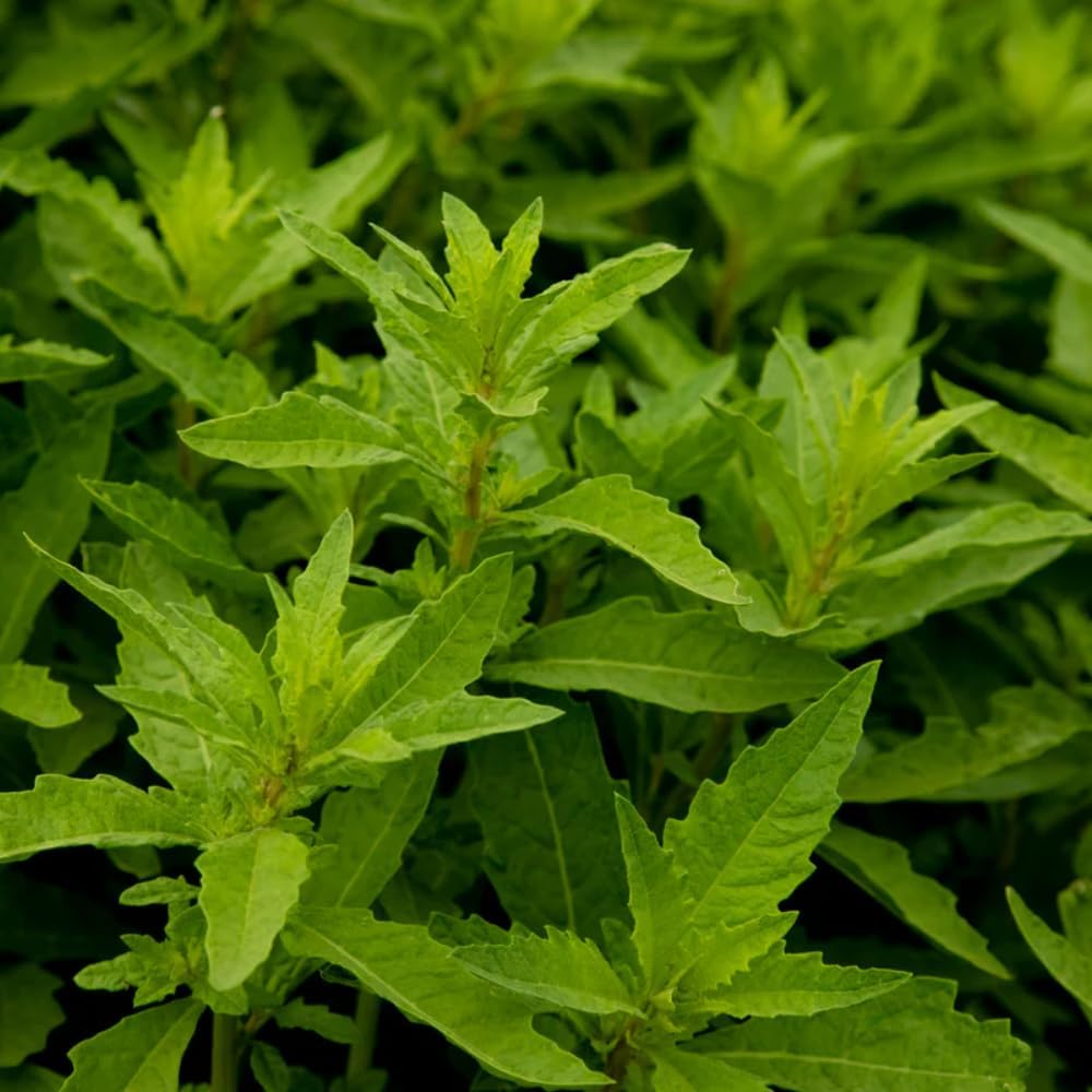 Epazote Live Plant, Epazote Herb Plant Starter 4 Inch Pot, Indoor Outdoor Planting