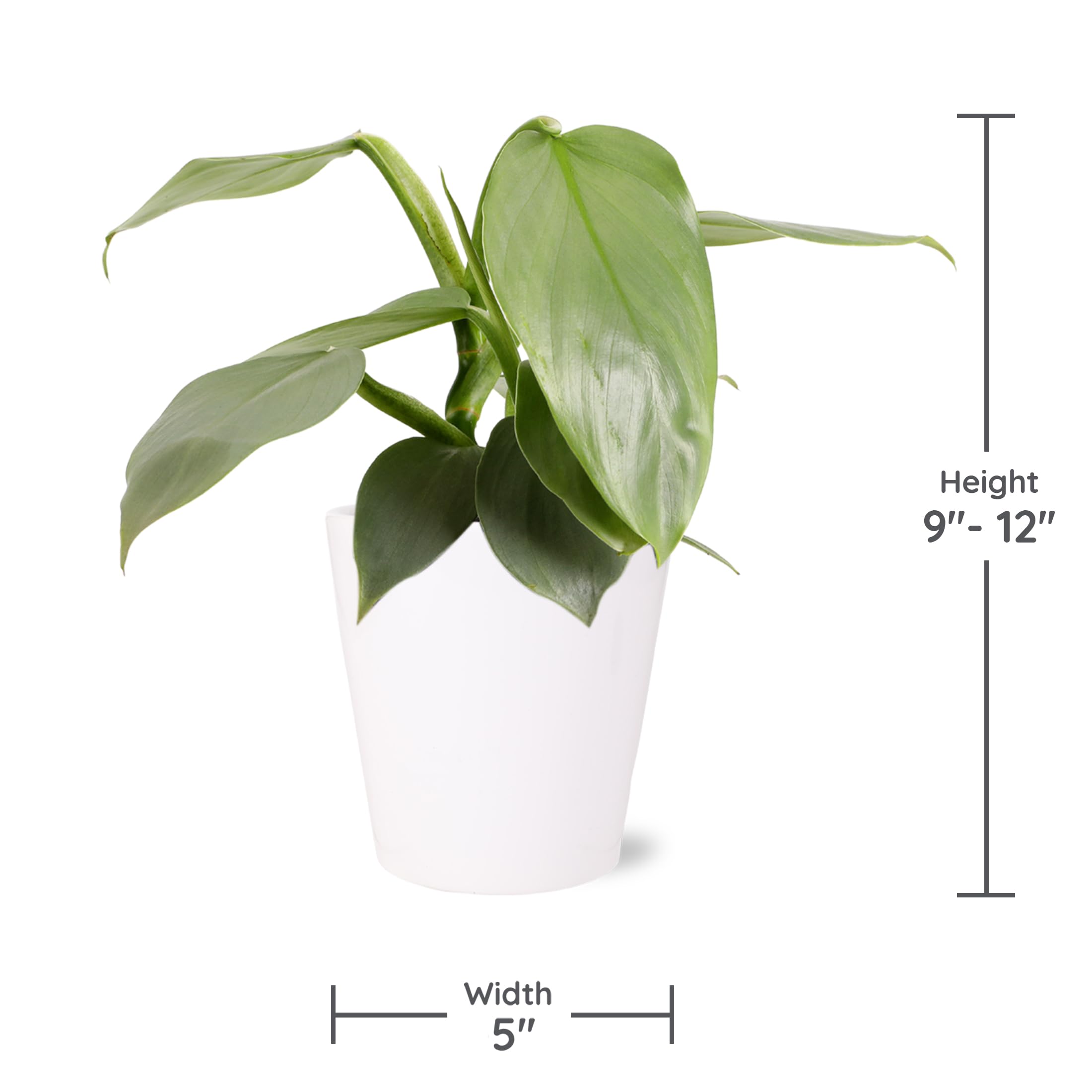 buy swiss cheese philodendron Philodendron Swiss Cheese – Armstrong Garden Centers main image 1