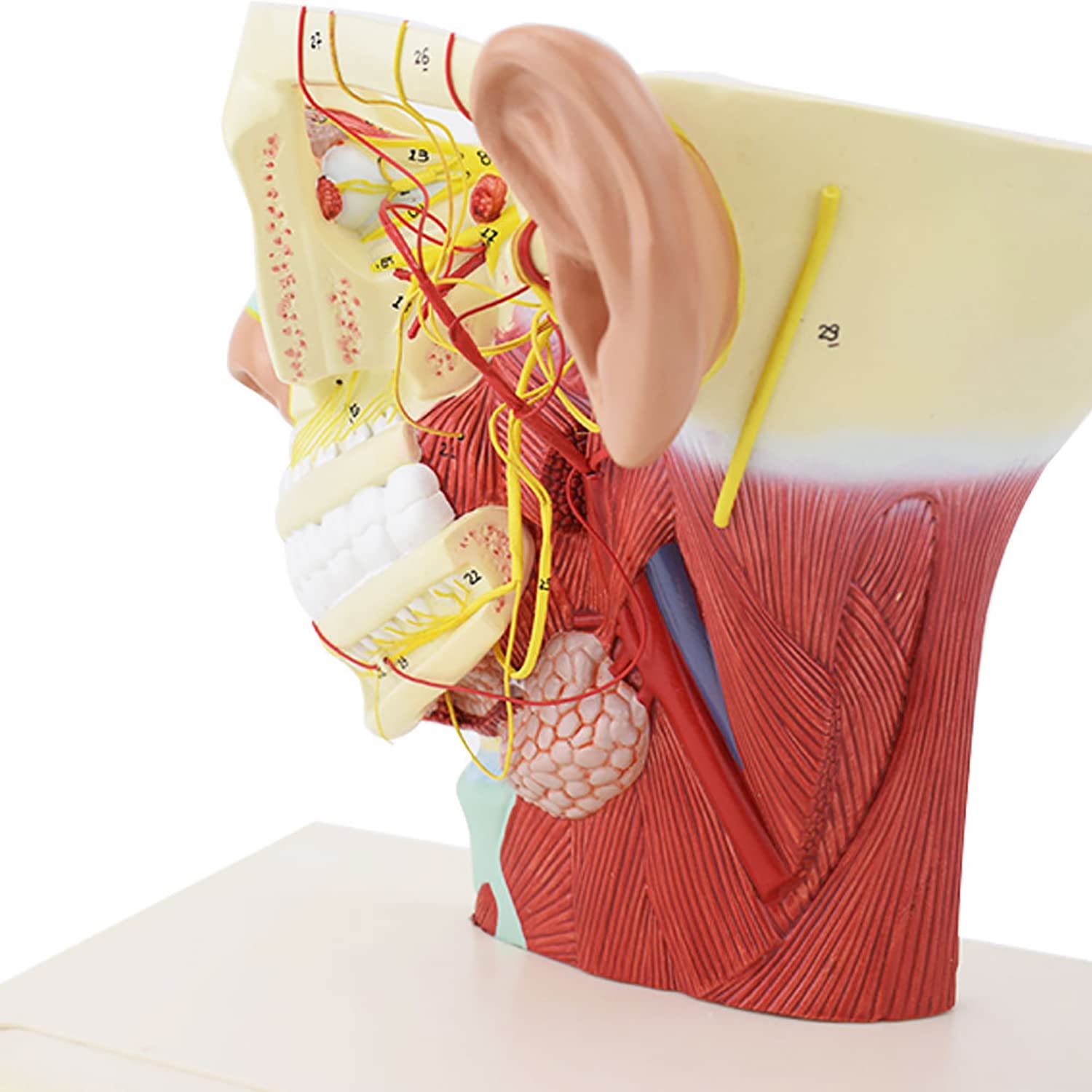 Amazon.co.jp: 組立式頭部模型、解剖学教育用頭部神経模型、人体解剖学