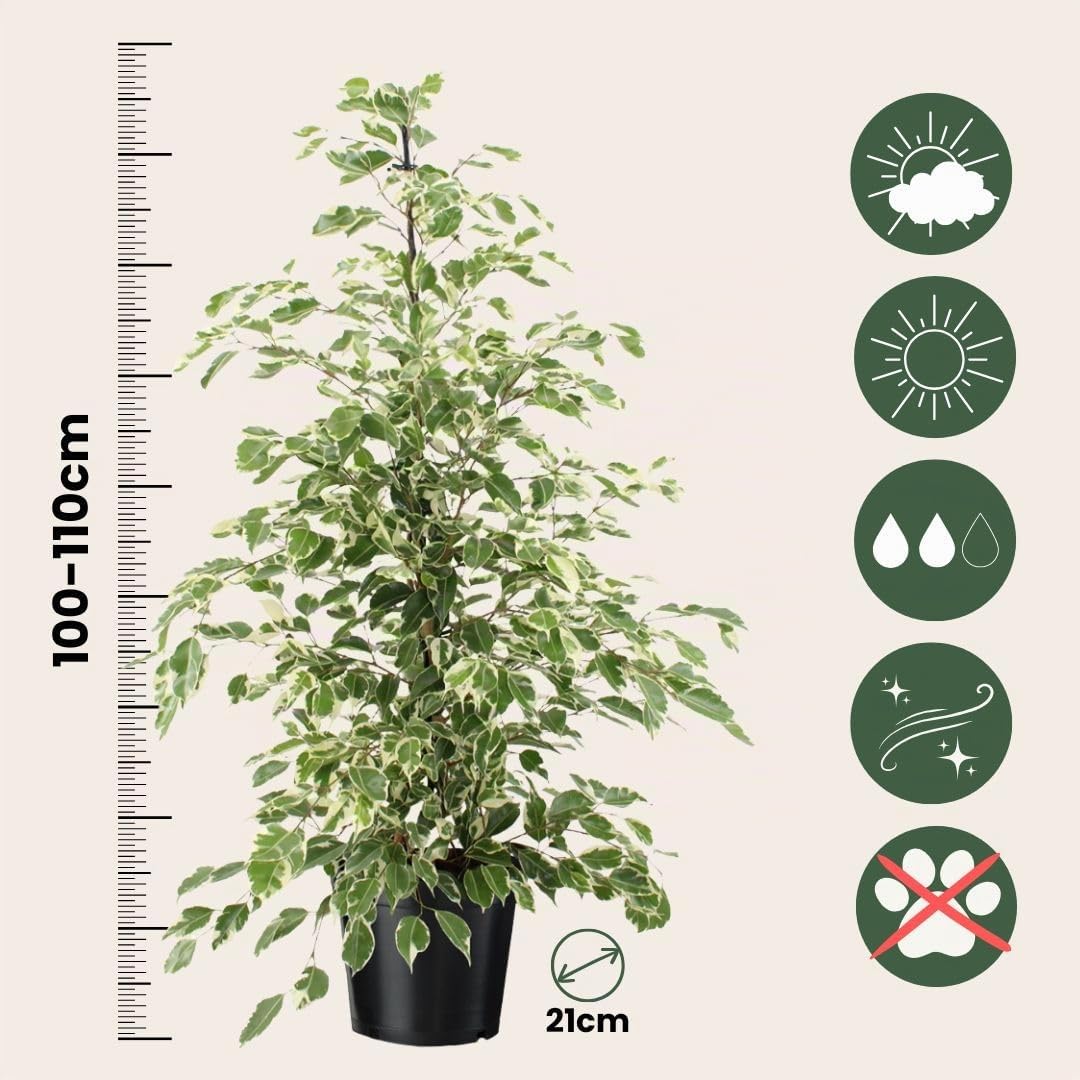 Plant in a Box - Ficus Benjamina Twilight - Vera pianta da appartamento grande - Vaso 21cm - Altezza 100-110cm