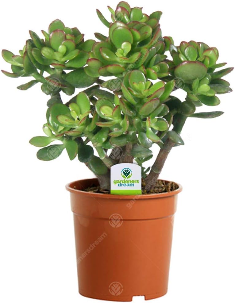Crassula Ovata Plant in Pot - Live Evergreen Indoor Money Tree - Indoor Flowering Plants for Office - Low Maintenance House Plants - Great Gifts for Plant Lovers (15-25cm incl. Pot)