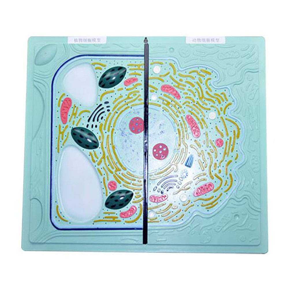 Sjdopulse Animal Plant Cell Contrast Model - Medical Anatomical Animal And Plant Cells Model Comparative Models - For Middle School Biological Anatomy Teaching Model