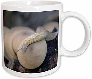 3dRose Canada, Vancouver. Pear-shaped Puffball, Reticulate Taildropper slug 11oz Mug