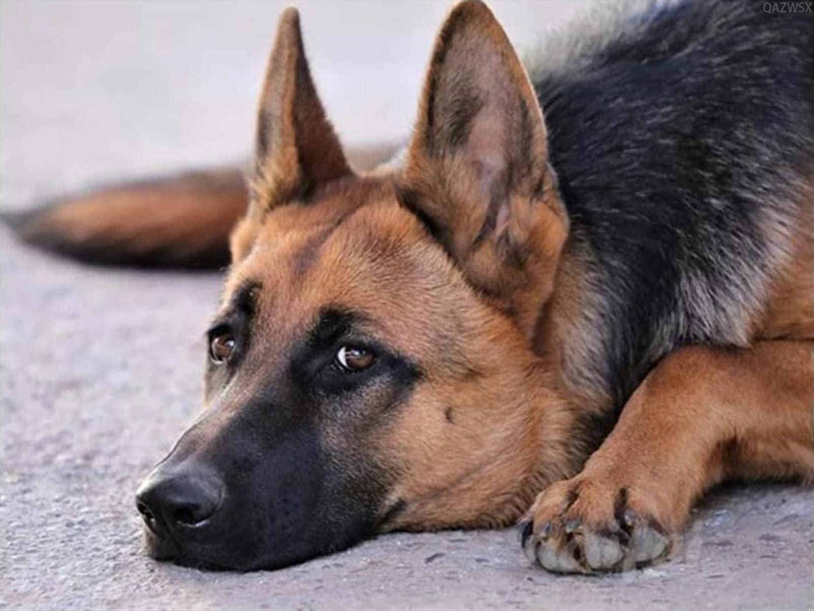 5D Diamond Painting Kit - German Shepherd Full Round Drill 90x150cm Crystal Rhinestone Art