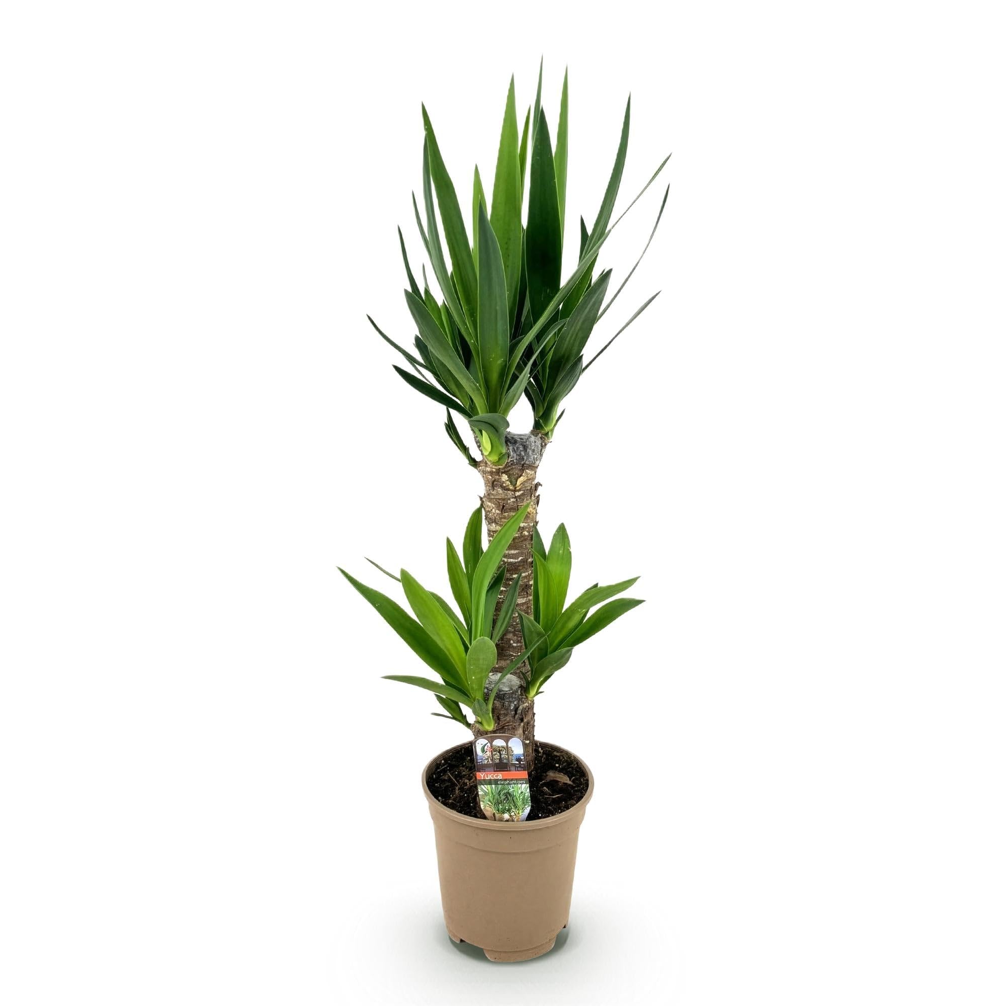 Giglio di palma Yucca Elephantipes – 75 cm – 17 cm – Giglio di palma facile da pulire con foglie verdi strette – Pianta robusta e purificante dell'aria per interni moderni