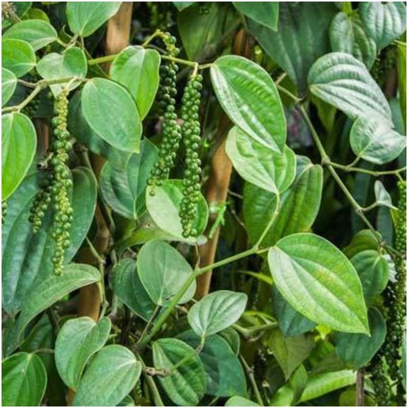 Kapebonavista® Black Pepper Kali mirch Golmirich Kurumilagu Kurumulaku Miryalatige Karimenasu Syah mirch Marich Kali miri piper nigrum Living Plant in poly bag