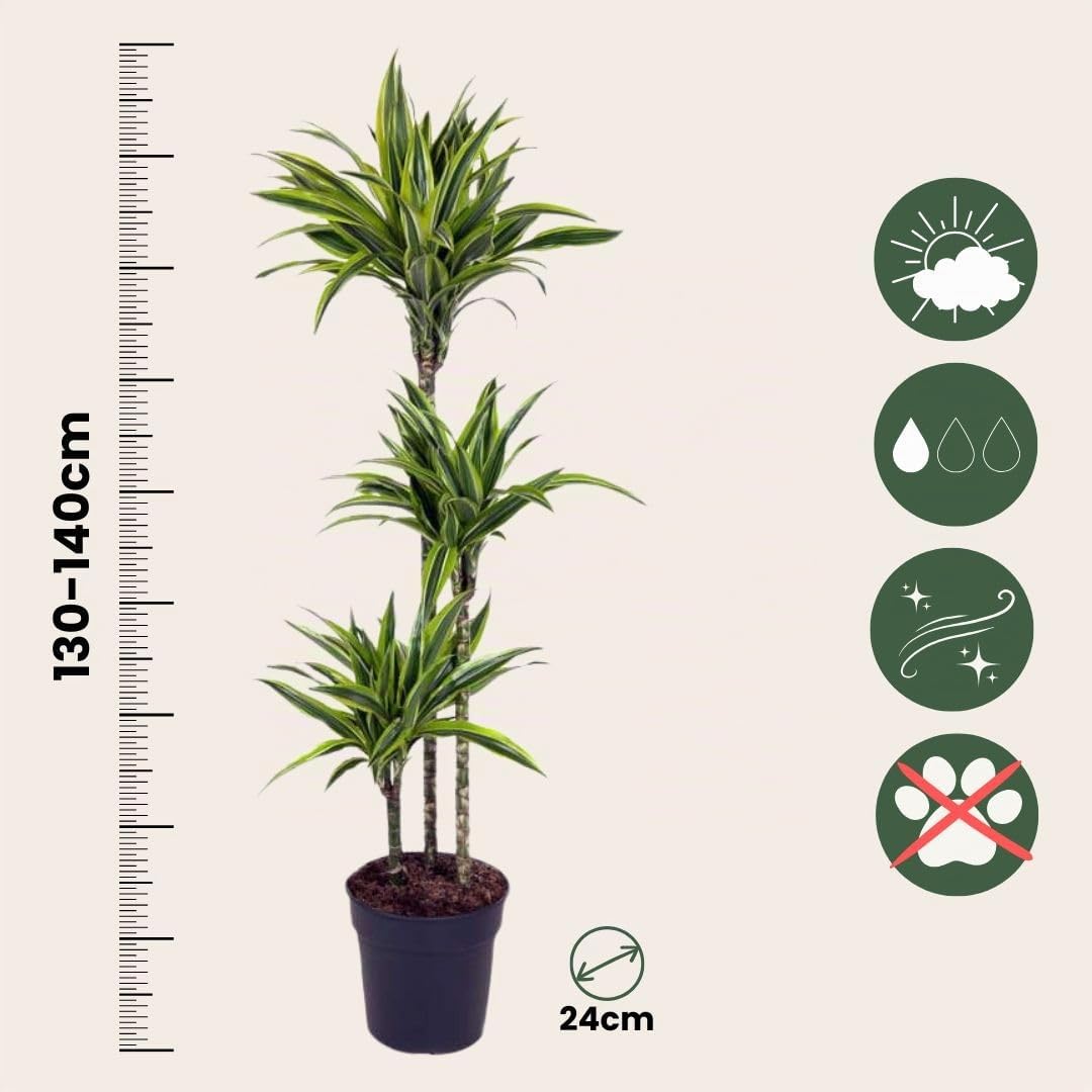 Plant in a Box - Dracaena fragrans Deremensis - Limone - Albero dei draghi - Vaso 24cm - Altezza 130-140cm