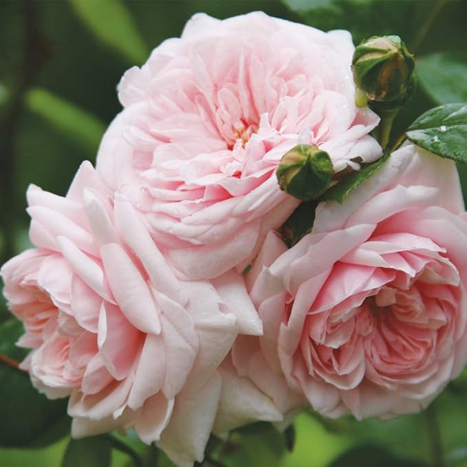 Amazon.com : Heirloom Roses Rose Plant - Awakening Pink Rose Bush ...