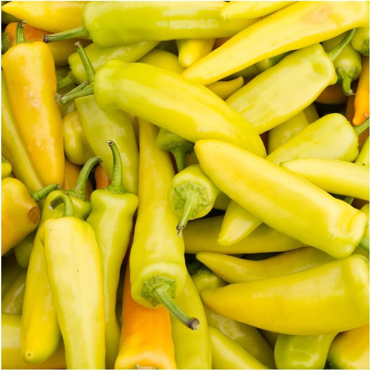 Everwilde Farms - 1/4 Lb Hungarian Wax Hot Hot Pepper Seeds - Gold Vault