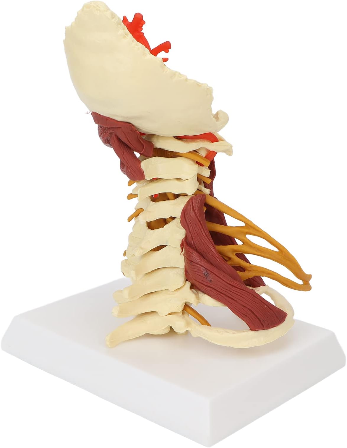 Vertebrae Model, Removable Life Sized Flexible Cervical Spine Model Handy for Doctor Patient Communication for Anatomical Classroom