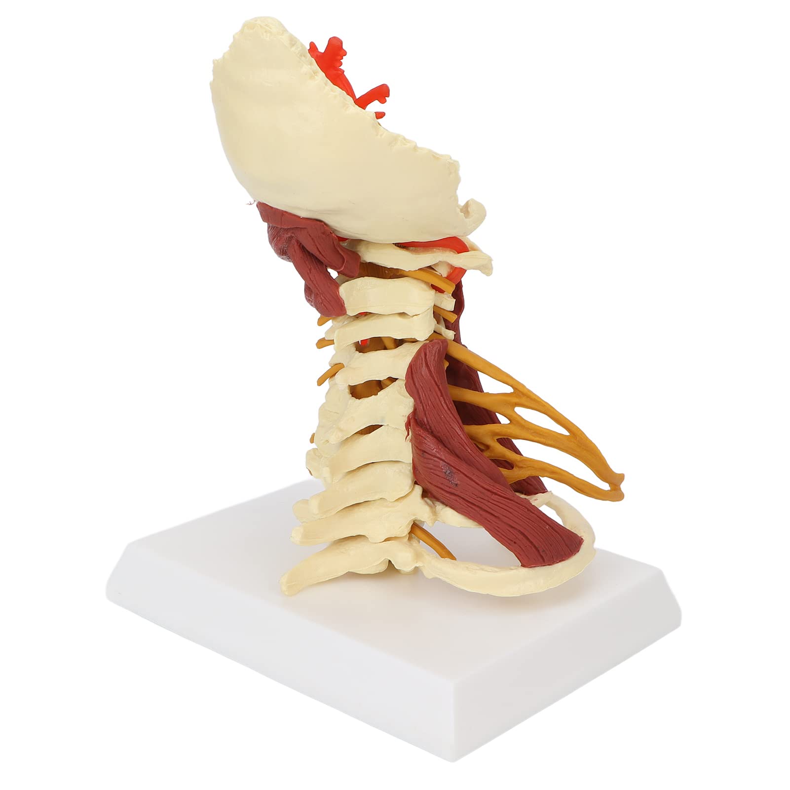 Vertebrae Model, Removable Life Sized Flexible Cervical Spine Model Handy for Doctor Patient Communication for Anatomical Classroom