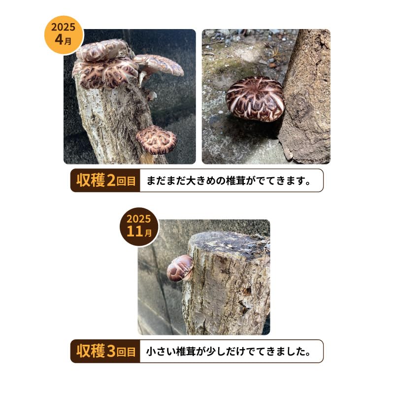 Amazon.co.jp: 山梨県産 しいたけ原木 3本セット 菌駒打ち済み