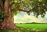 Vinyle Printemps Vieil Arbre Vert Herbe Classé Naturel Scénique Photographie Arrière-Plans Affiche Photocall Décors pour Photo Studio QWQQ03 9x6ft/2.7x1.8m