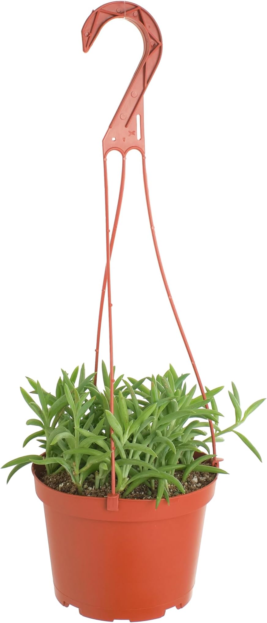 Shop Succulents | String of Succulents Collection | String of Fishhooks Live Outdoor/Indoor Hanging Succulent Plant | Fully Rooted in Soil