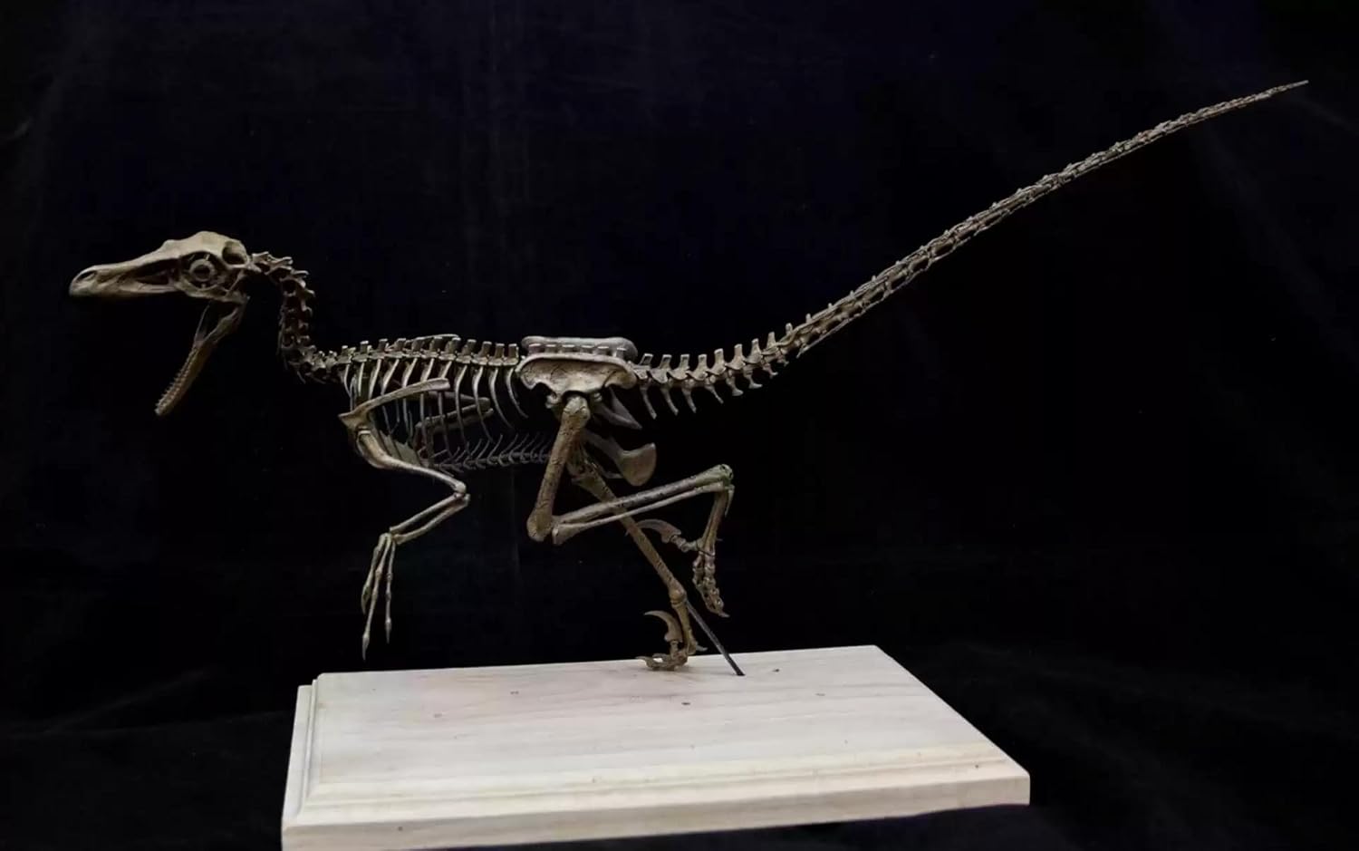 VWUVWU 1:4 Scale Velociraptor Skeleton Model Raptor Figure Resin Dinosaur Animal Collector GK Decor Gift for Adult