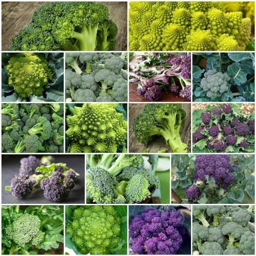 vegetable seeds broccoli