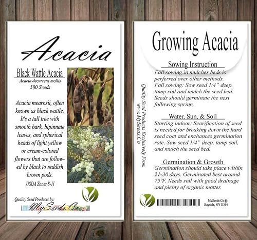 Acacia Decurrens Mollis (Black Wattle) Tree Seed, Sweet Powdery Floral Note With Light Green And Woody Nuances, You Choose The Quantity (1 Pack) #TOP6