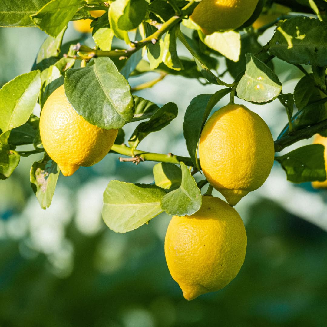Limonero Lunario 4 Estaciones en Espaldera – Citrus Limon – Altura 130 cm – Maceta 60 cm