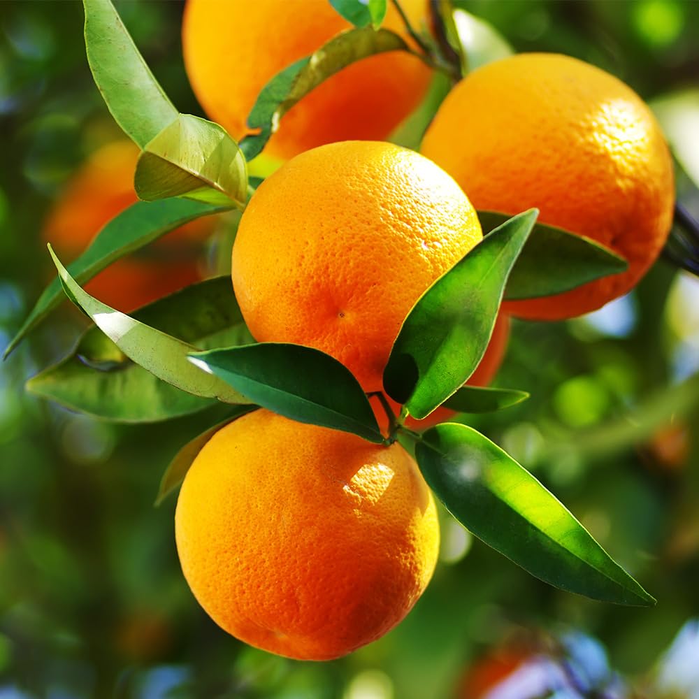 Amazon.co.jp: ITANSE Citrus Seedlings Kiyomi Orange No. 4 - 5 Sold