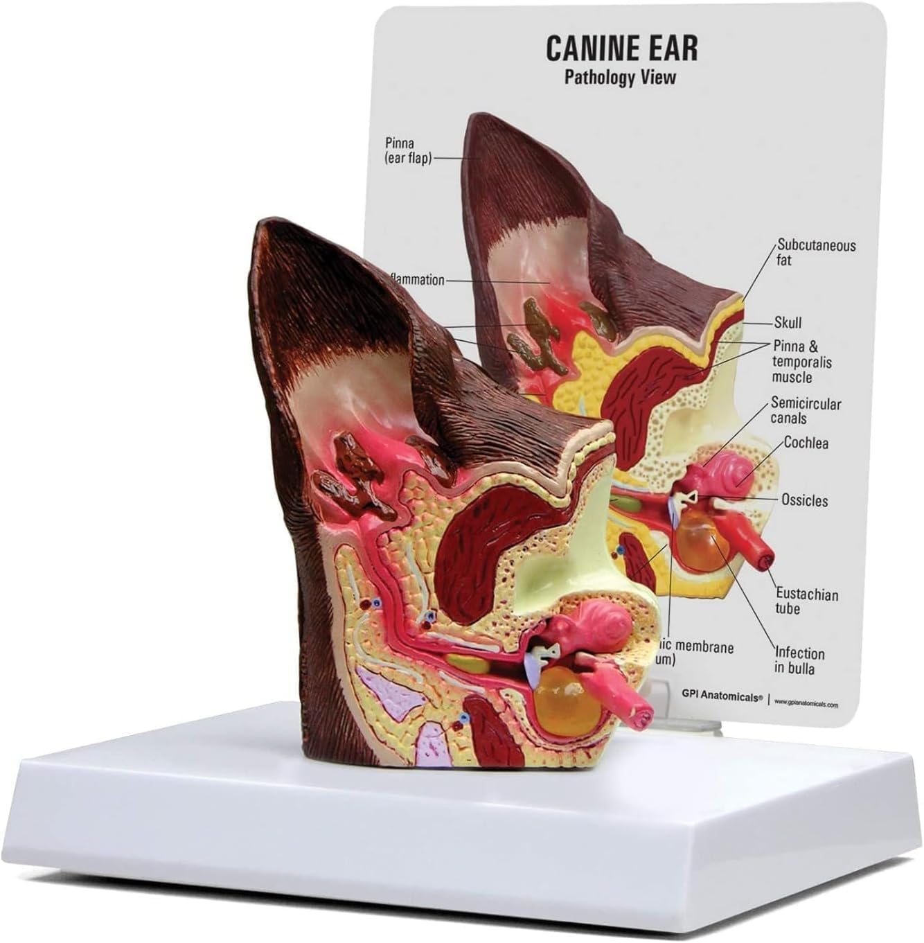 Modelo De Oreja Canina, Cuidado De La Salud Animal Modelo Anatómico De Oreja De Perro Canino, Modelo De 2 Caras Modelo De Oreja Canina Salud Normal Y Oído Patológico Infectado Equipo Veterinario