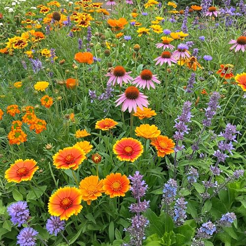 Image of Ferry-Morse Honey Bee Bulk Wildflower Seeds, 440,000+, 1 lb