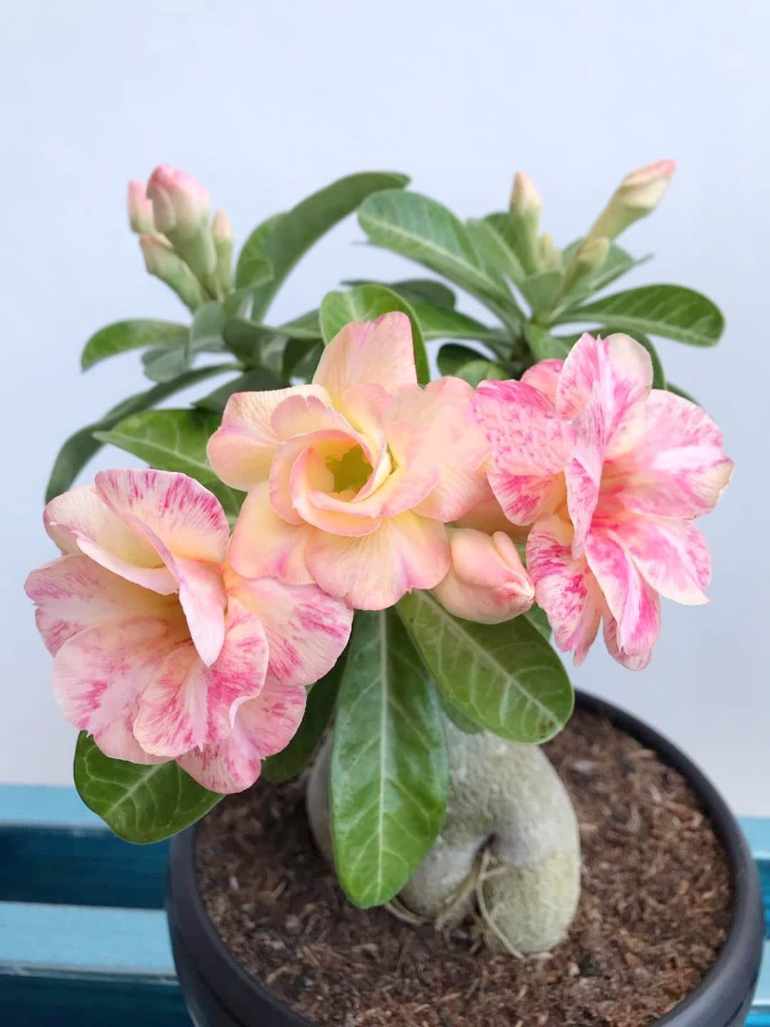 ADENIUM ( DESERT ROSE ) LIVE FLOWRING PLANT & TREE FOR YOUR HOME DECORATION/GARDENING (HYBRID, PACK OF 1)