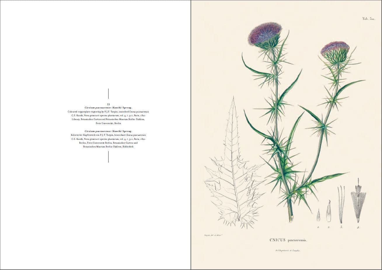 Alexander von Humboldt und die botanische Erforschung Amerikas