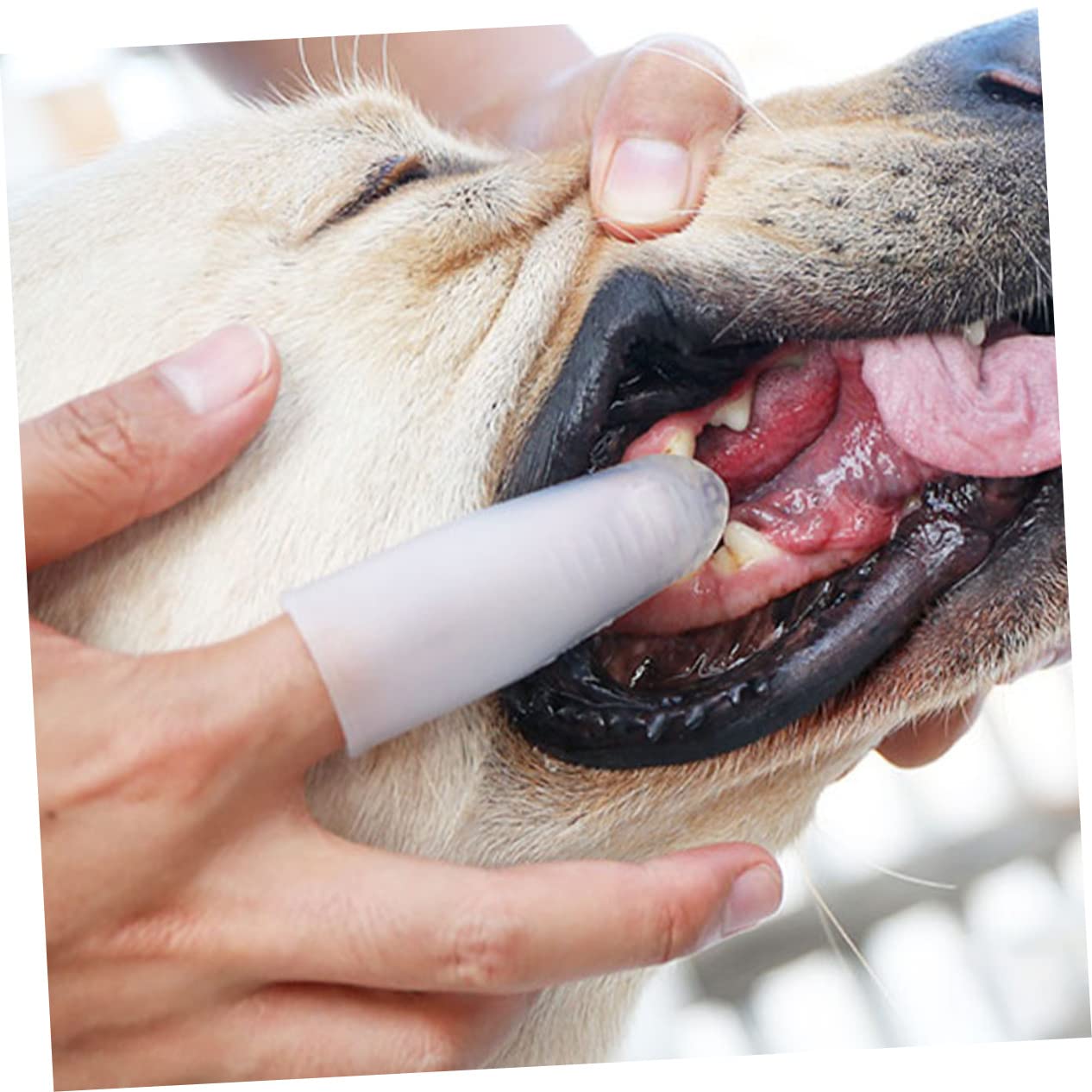 BESPORTBLE 4pièces Brosse à Dents Pour Chien Silicone Transparent Outil De Nettoyage Pour Animaux De Compagnie Facile à Utiliser Pour Hygiène Bucco- Chiens