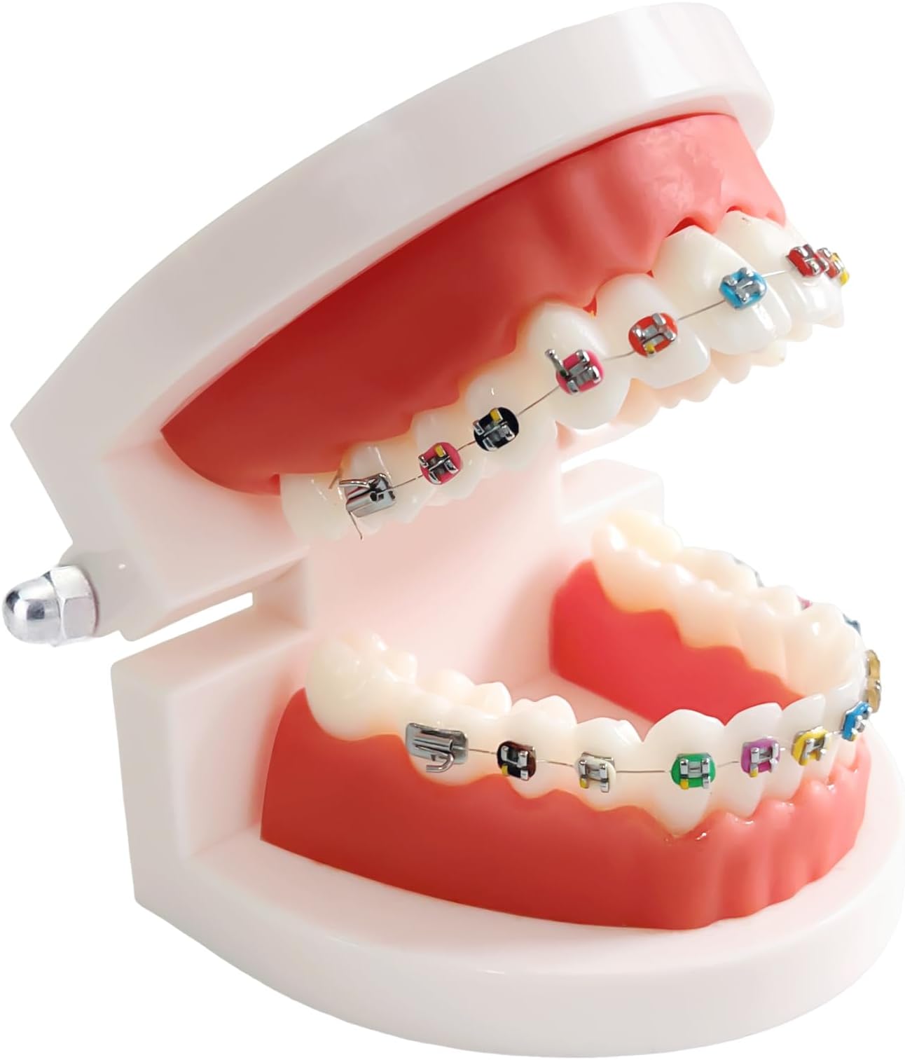 Dental Orthodontic Teeth Model with Colorful Braces, Professional Denture Mouth Model Demonstration Study Tool for Dentistry Students and Orthodontists, Tooth Teaching Equipment with Bracket Supplies