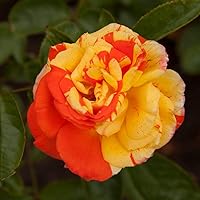 Vista 1 de Heirloom Roses Rose Plant - Oranges 'n' Lemons Colorido Rosal, rosas arbustivas para plantar al aire libre