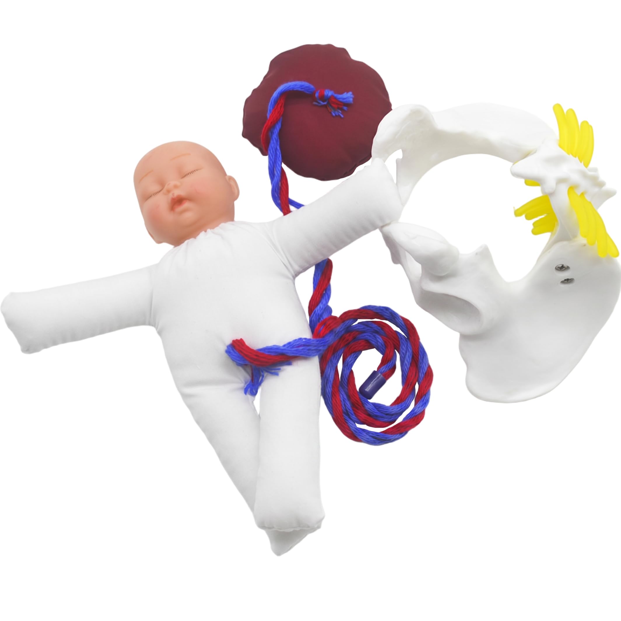 Simulador de Nacimiento, Modelo de Pelvis Femenina Humana, Parto, Mini Pelvis Femenina, Modelo