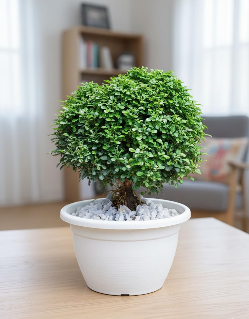 Live Bonsai Table kamini plant, Indoor House office & kitchen Natural Decorative Green Live Plant With White Plastic Pot (Pack of 1)-image-21