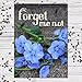 Chinese Forget-Me-Not Seed Packet Favors (F07) "Forget Me Not"
