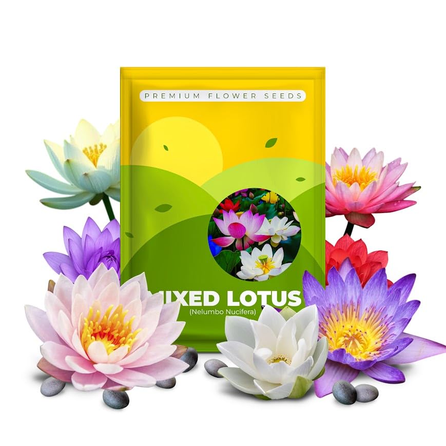 10 Mixed Bowl Lotus Flower Seeds for Planting, Water Lily Flower Plants, Bonsai Lotus Seeds, High Germination, Red, Bule, Pink, White and Purple Colors, Non-GMO Aquatic Plant Seeds