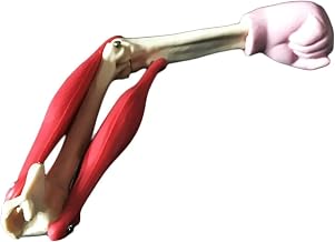 Anatomy Model, Muscled Elbow Joint Model - Human Anatomical Model - Compatible with High School Biological Experiment Eq