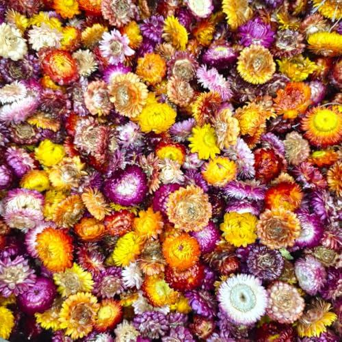Cabezas de Margaritas Secas, Crisantemo Multicolor, 55 Piezas miniatura 4