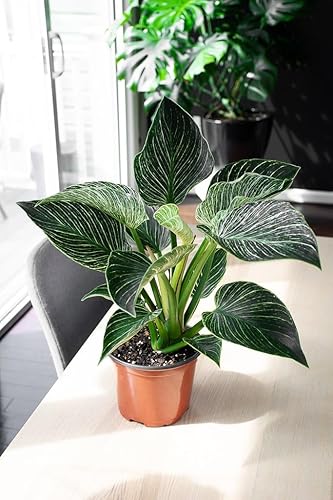 Miniatura 3 de Suelo de filodendro de primera calidad, mezcla perfecta para plantas de filodendro prósperas, 1 cuarto de galón