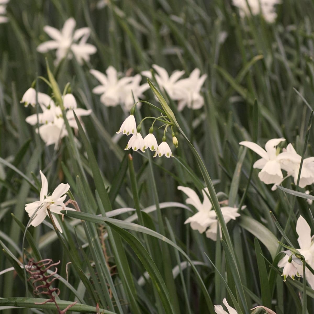 Leucojum Gravetye Giant - BIO 125 Blumenzwiebeln aus Holland