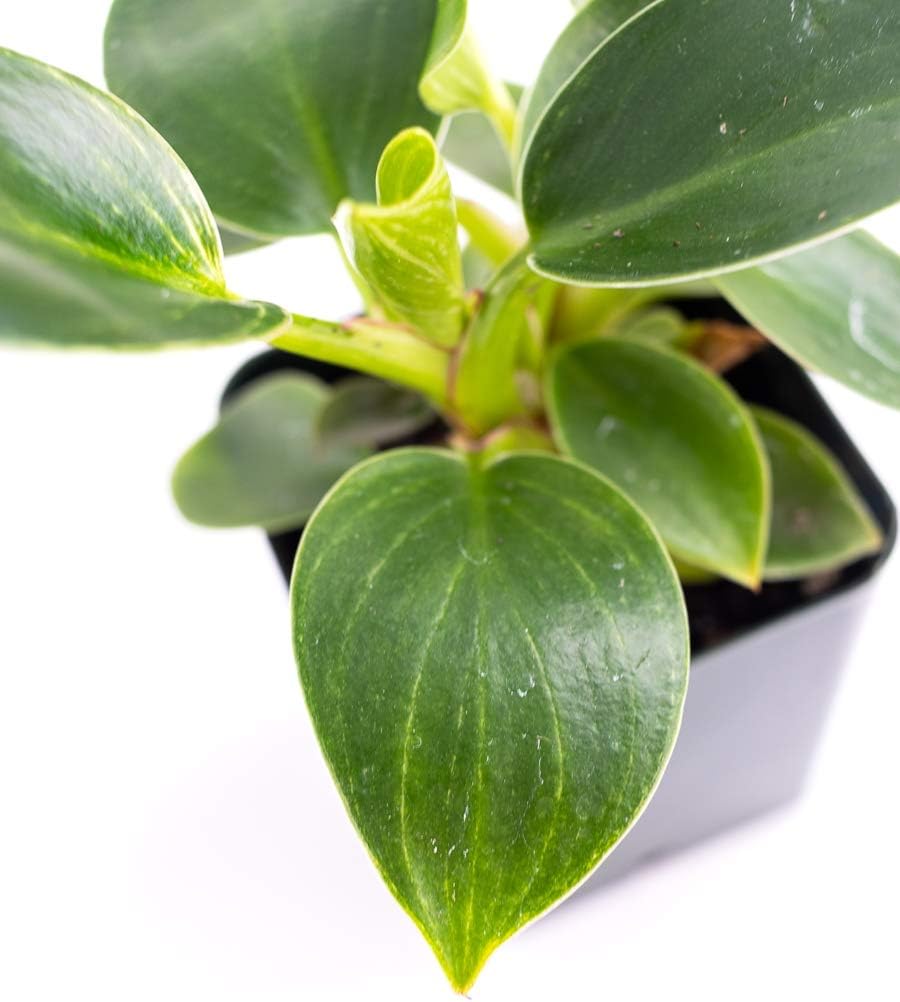 Josh's Frogs Philodendron 'Birkin'