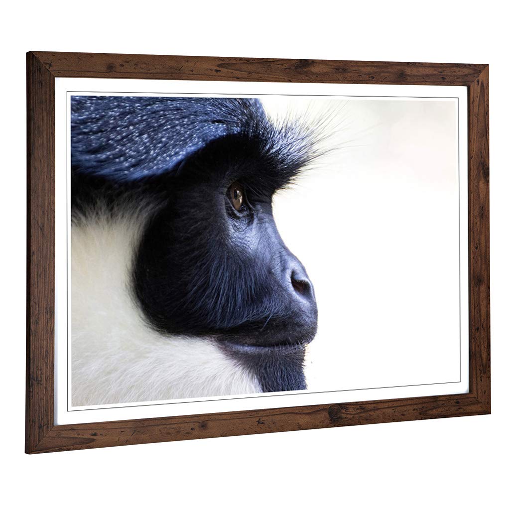 Big Box Art Framed Print of Colobus Monkey Design | Wall Art Picture | Home Decor for Kitchen, Living, Dining Room, Lounge, Bedroom, Hallway, Office, Walnut, A2 / 24.5x18 Inch / 62x45cm