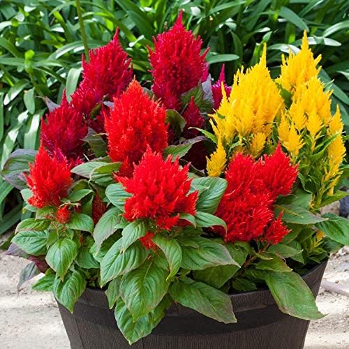 Miniatura 1 de Park Seed Bright Sparks Mix Celosia Seeds, plumas grandes, paquete de 50 semillas