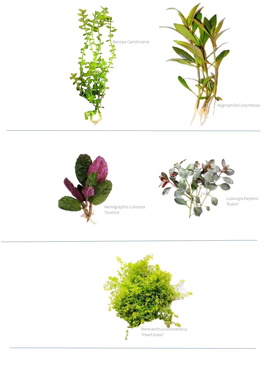 Super Mix Bundle V1 80Lt Live Aquarium Plants Tropical Fish Tank Shrimp Safe Snail Free