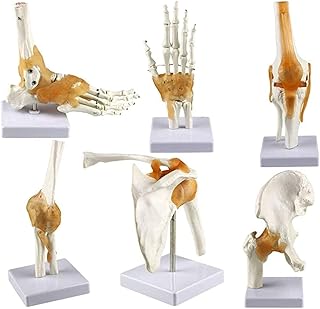 Study Model Human Shoulder Elbow Hip Knee Hand Foot Joint Bone Models - Human Anatomy Science Models - Human Body Six Major Joint Models Joint Series Model SaiFei