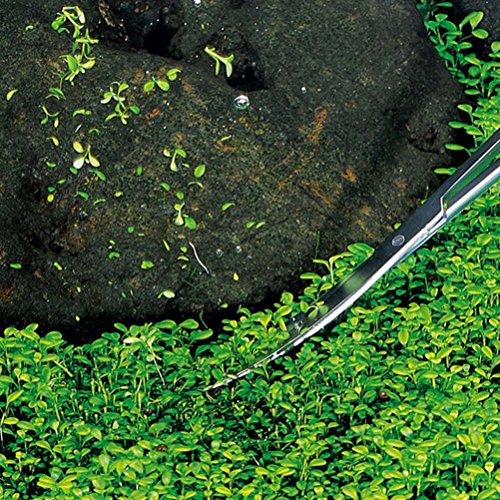 最安値 Ueetek 水草トリミング 水草 ハサミ カーブ 25cm ステンレス 水生植物 トング 水槽 アクアリウム 水族館アクセサリーの価格比較 最安値 Ueetek 水草トリミング 水草 ハサミ カーブ 25cm ステンレス 水生植物 トング 水槽 アクアリウム 水族館アクセサリーの価格比較