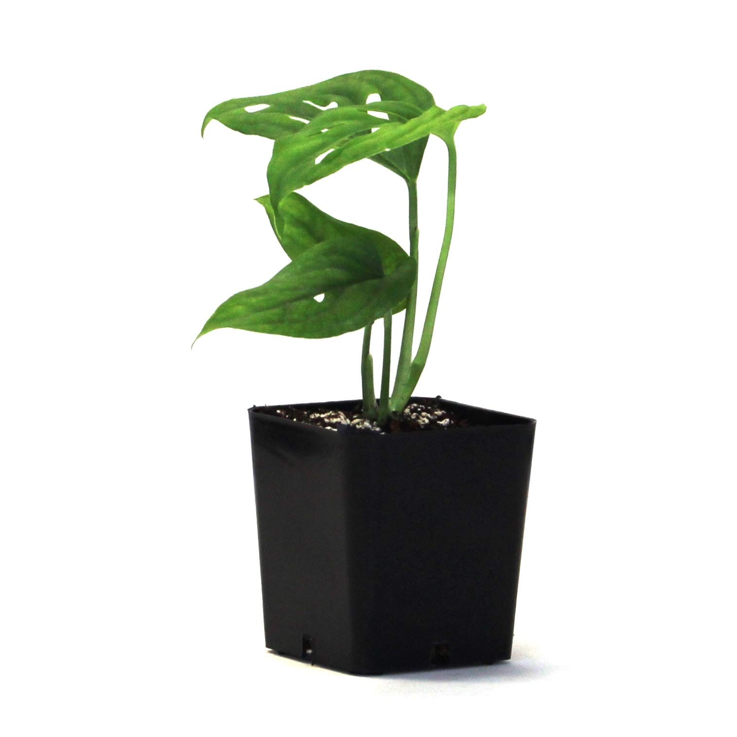 Amazon.com : Sprig & Stone Monstera adansonii syn. friedrichsthalii 'Swiss  Cheese Vine' : Patio, Lawn & Garden