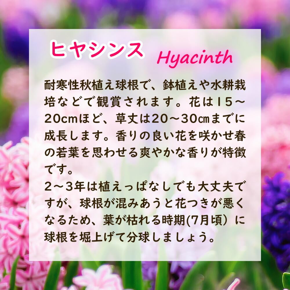 Amazon.co.jp: 選べる花色「 ヒヤシンス 球根 【 空色(デレフトブルー